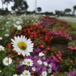 🌿 Como Escolher as Plantas Ideais para Jardins em Brasília: Dicas do Jardineiro Profissional